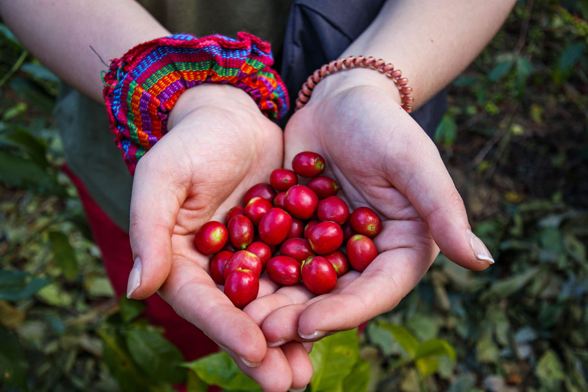 Cherries, Goats, and History – Page 4 – North Central College Coffee Lab